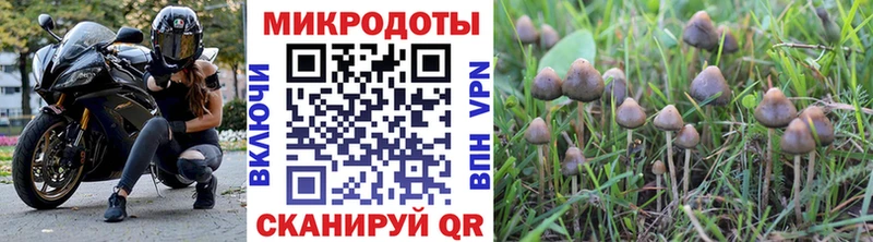 где купить наркоту  darknet состав  Псилоцибиновые грибы Psilocybe  Кедровый 